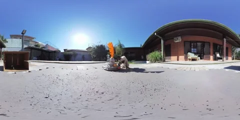 Siamese cat playing with balls in the sun VR 360 Stock Footage 281345492