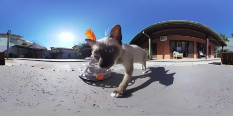 Siamese cat playing with balls in the sun VR 360 Stock Footage 281345502