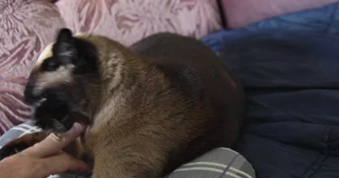 Siamese cat playing, biting hand Stock Footage 240930583