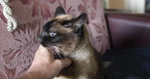 Siamese cat playing, biting hand Stock Footage 240930748