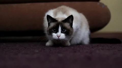 Siamese cat playing with cat toy trying to catch his prey. Play with domestic Stock Footage 314896945