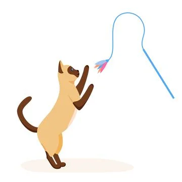 Siamese cat playing with feather toy wand. Game activity for indoor pet. Cat イラスト素材