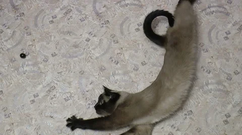 Siamese cat playing on the floor Stock Footage 68385286
