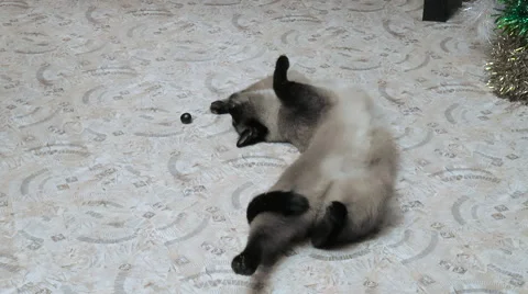 Siamese cat playing on the floor with olive. clous up Stock Footage 68346698