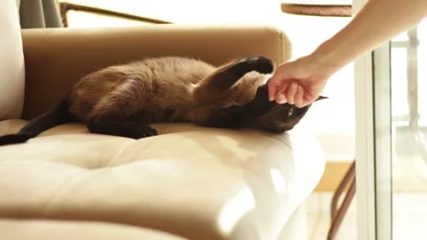Siamese cat playing with its owner’s hand while lying on the sofa. Video stock 322029813