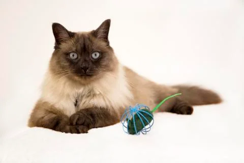 Siamese cat playing with the mouse inside metal cage on the white background Stock Photos