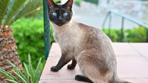 Siamese cat playing outside in Spain, slow motion Stock Footage 247477595