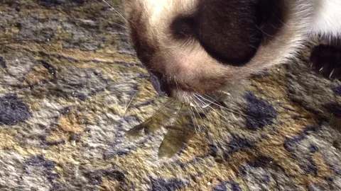 Siamese cat plays and eats Gold dragonfly Odonata on The Carpet Close Up Stock Footage 106364198