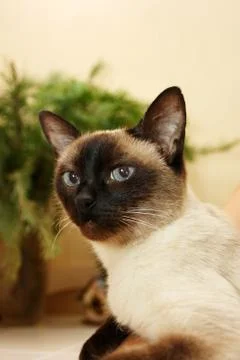 Siamese cat portrait Stock Photos