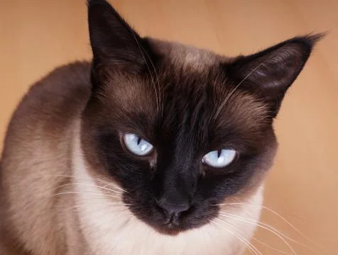 Siamese cat portrait Stock Photos