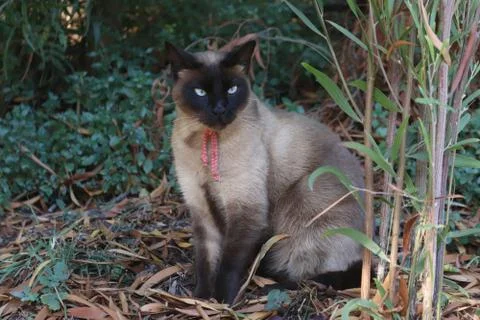 Siamese cat portrait Stock Photos