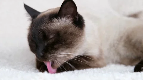 Siamese Cat Portrait on White Background Stock Footage 304952092