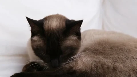 Siamese Cat Portrait on White Background Stock-Footage 304952693