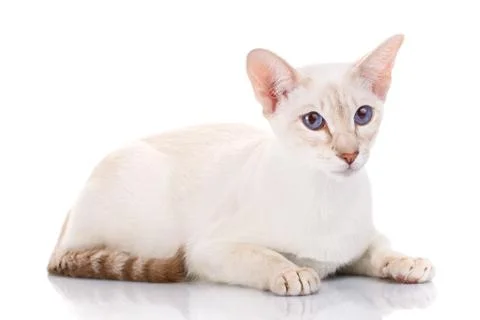 Siamese cat posing on a white background Stock Photos