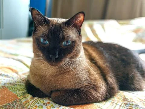 Siamese cat in profile Stock Photos