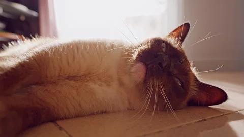 Siamese Cat Raises Paw Toward Human Hand While Lying on Floor in Warm Sunlight, Stock Footage 345135051