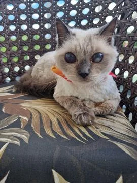 Siamese cat relaxing on a patterned sofa Stock Photos