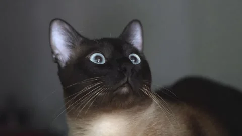 Siamese cat resting and looking up Stock Footage 244028313