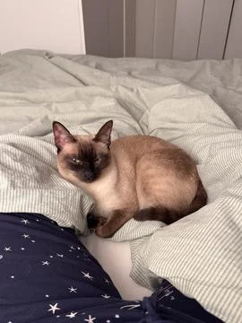 Siamese cat resting on bed in calm domestic interior. Representation of war.. Stock Photos