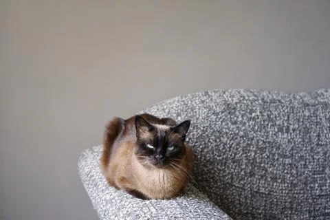 Siamese cat resting on couch armrest in living room Stock Photos