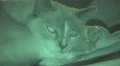 Siamese Cat Resting In Dark Night Vision 4k or 4k+ Resolution