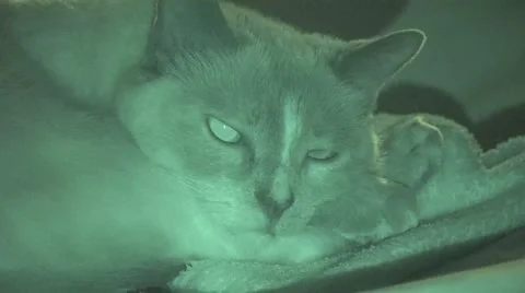Siamese Cat Resting In Dark Night Vision Stock Footage 56569886