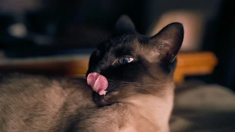 Siamese cat resting Stock Footage 205208994