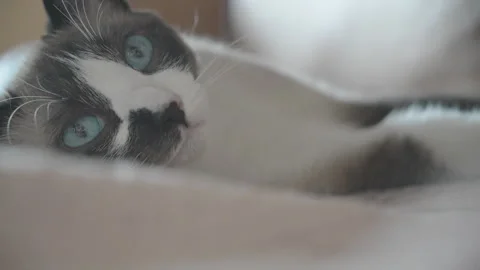 Siamese cat resting Video stock 243040414