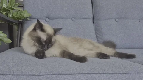 Siamese cat resting on gray couch near green indoor plant. Stock Footage 314429834
