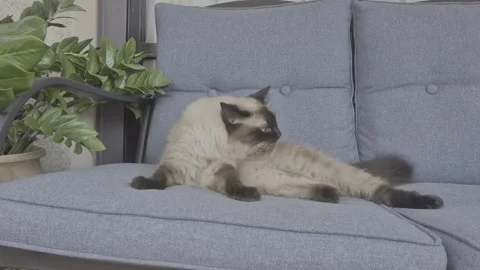 Siamese cat resting on gray couch near green indoor plant. Stock Footage 315881528