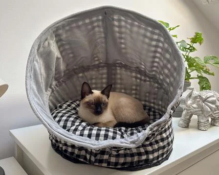 Siamese cat resting inside soft fabric pet bed in cozy home interior. Comfo.. Stock Photos