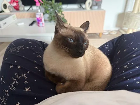 Siamese cat resting on owner lap at home. Relaxation, affection, and calm con Stock Photos