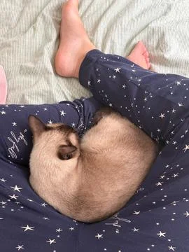 Siamese cat resting on owner lap at home. Relaxation, affection, and calm con Stock Photos