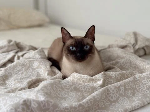 Siamese cat resting on patterned bed linen. Comfort, domestic calm, and emo.. Stock Photos