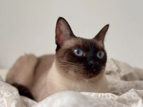 Siamese cat resting on patterned bed linen. Comfort, domestic calm, and emo.. Foto stock