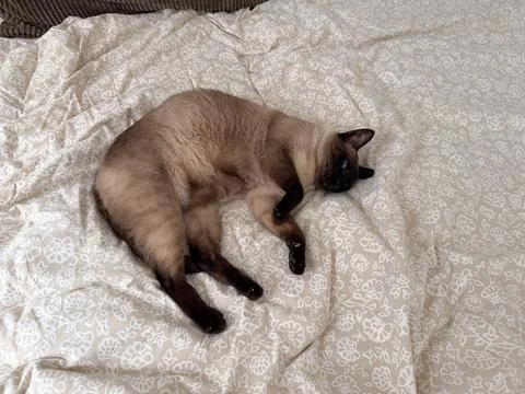 Siamese cat resting on patterned bedspread indoors. Domestic comfort, relaxat Stock Photos