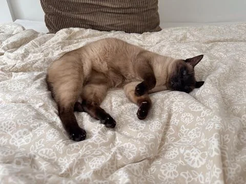 Siamese cat resting on patterned bedspread indoors. Domestic comfort, relaxat Stock Photos