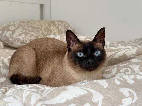 Siamese cat resting on patterned beige bedding with blue eyes and dark mask i Stock Photos