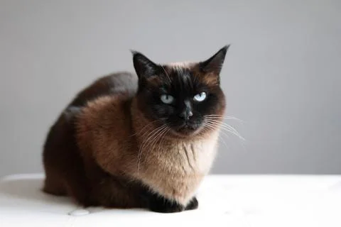 Siamese cat resting Stock Photos