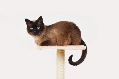 Siamese cat resting on platform Stock Photos