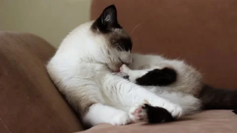 Siamese cat resting on sofa and grooming itself meticulously Stock Footage 315101991