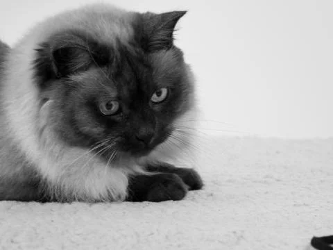 Siamese cat resting on sofa and sad Stock Photos