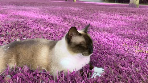 Siamese cat rests relaxed on a pink meadow Stock Footage 248969018