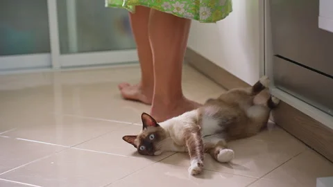 Siamese Cat Rolling on Kitchen Floor While Begging for Food During Young Woman C Stock Footage 339197599