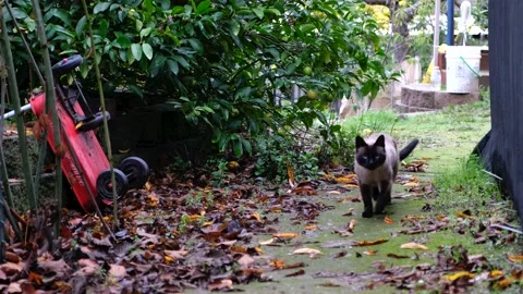 Siamese Cat running, slowed down Video stock 228711166