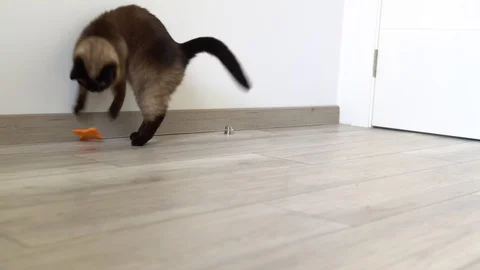 Siamese cat runs and plays with small orange toy in the room Stock Footage