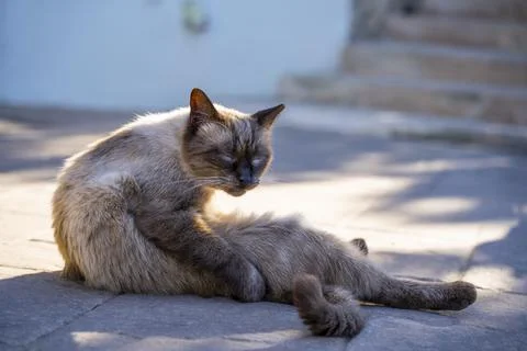 Siamese cat 's seating with closed eyes at summer sunset Stock Photos
