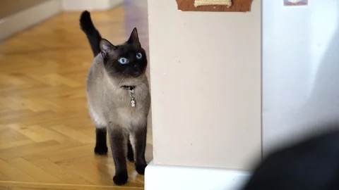 The Siamese cat, scared, retreats Stock Footage 104731467
