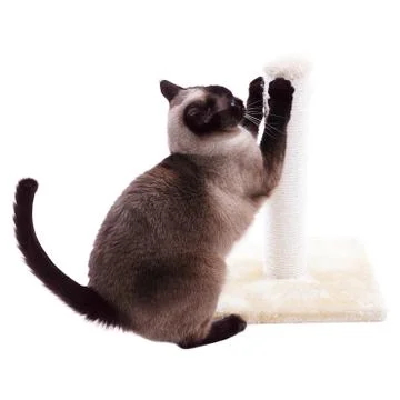 Siamese cat with scratching post Stock Photos