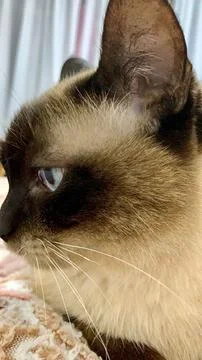 Siamese cat side view closeup Stock Photos
